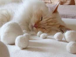 Epingle Sur Pour Les Chats
