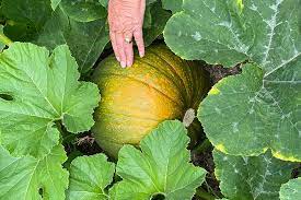 You'll typically need to water once or twice weekly to achieve this. How To Grow Squash Rhs Gardening