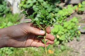 How To Grow And Care For Boxwood Shrubs Gardener S Path