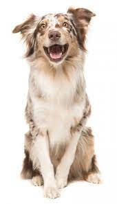 It is very important to get a job and to work as a pet groomer as quickly after graduation as possible, and the best thing about pet grooming schools these days is the fact that most of them have contracts with grooming salons, thus helping you get a job faster than expected. Dog Grooming School In Florida Woof Gang Academy Of Grooming