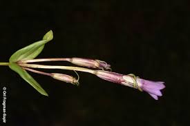 Image result for Swertia pleurogynoides