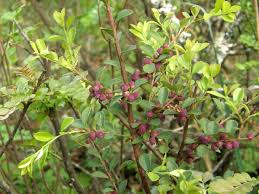 Image result for Myrsine africana