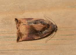 Image result for Archips podanus