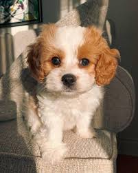 Pin On Cavapoo Puppies