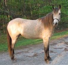 The palomino dapple can be bought from the valentine stables starting in chapter 2 while the silver tail buckskin can be bought from the tumbleweed stables starting in the epilogue: Buckskin Silver Horses Buckskin Horse Beautiful Horses