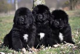 Los Terranova Son Conocidos Por Su Gran Tamano Y Sus Habilidades Como Rescatadores Acuaticos Debido A Su Muscula Newfoundland Puppies Big Dogs Giant Dog Breeds