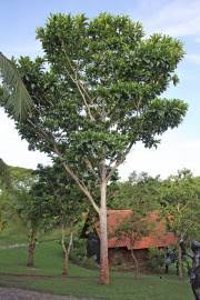 Image result for Canthium inerme