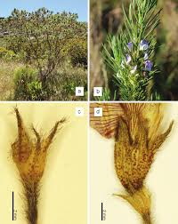 Image result for Psoralea arborea