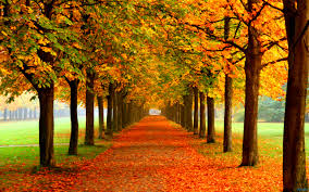 Image result for autumn