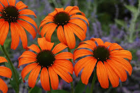 Maybe you would like to learn more about one of these? The Best Websites To Order Plants Online Birds And Blooms