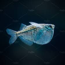 It S A Fish Zoo Animals Photos Animal Photo Fish