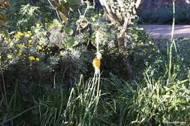 Image result for Uvaria edulis