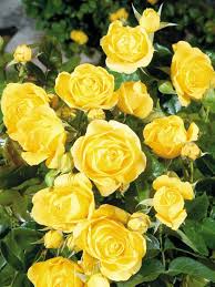 Find the perfect yellow roses stock photo. Award Winning Roses For Your Garden Better Homes Gardens Yellow Roses Beautiful Flowers Rose