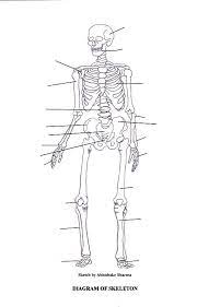These are the joints of the skeletal system. Printable Skeleton Diagram Print To Label Skeletal System Worksheet Skeletal System Printable Skeletal System