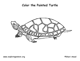 Start creating your own coloring book/ journal with this fun sea turtle coloring page. Turtle Painted Coloring Page