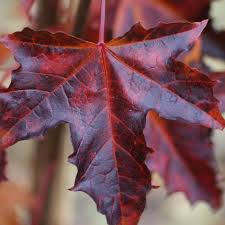 Check spelling or type a new query. Buy Norway Maple Acer Platanoides Crimson Sentry