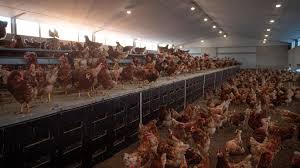 Sylvie moisan , agricultrice dans l'ain, nous présente son élevage de poules pondeuses bio. Julien Martel Eleveur De Poules Pondeuses Bio D Aubers Une Histoire De Famille