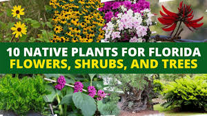 Check spelling or type a new query. 10 Native Plants For Florida Flowers Shrubs And Trees Youtube