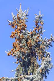 Image result for Phragmanthera cornetii