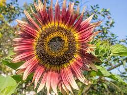 Common Sunflower Helianthus Annuus Is A Large Annual Forb Of Red Sunflowers Red Perennials Perfect Plants