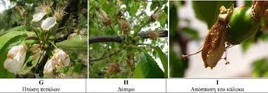 Ασθένειες της Κερασιάς και τρόποι αντιμετώπισης – Ένωση Αγρινίου