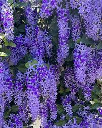 Image result for Petrea volubilis