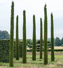 Smaragd thuja wird an den nadelspitzen braun. Lebensbaum Smaragd Toskana Thuja Occidentalis Smaragd Toskana Gunstig Online Kaufen