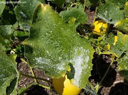 How to eliminate powdery mildew on zucchini plants. Powdery Mildew Problem How To Identify And Treat Powdery Mildew