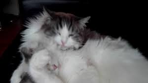 Ragdoll Love Mcmuffin And Auntie Sari Ragdoll Animals And Pets Animals