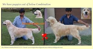 And older must be good with kids. Show Quality Female Golden Retriever Puppies For Sale In Mysore