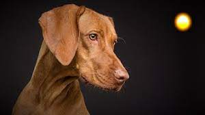 Sonar Con Perros Significado De Los Suenos Interpretar Suenos Perros Bravos Youtube