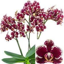 Phalaenopsis Streetwise Phalaenopsis Orchid Orchids Phalaenopsis