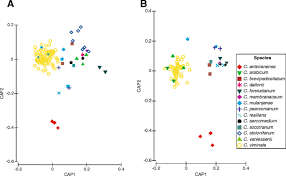 Image result for Cynanchum mulanjense