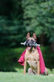 You can expect to be greeted by a courteous receptionist, clean exam rooms, friendly doctors, and caring technicians. Helpful Links Abrams Royal Animal Clinic Lake Highlands Dallas Texas