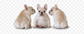We did not find results for: Exotic Rare French Bulldog Breeder In Florida Bulldogs4ever Frenchie Bulldog Png Bull Dog Png Free Transparent Png Images Pngaaa Com