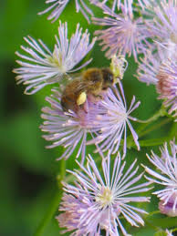 All these flowers present in my bees farm in banteay srie, cambodia. Bees Chickens Bee Blossom Botanicals