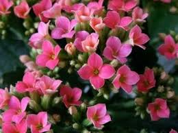 Nomi, foto e coltivazione delle principali piante da giardino, per rendere bello l'esterno grazie alle ornamentali, perenni e altre specie. Kalanchoe Piante Da Giardino