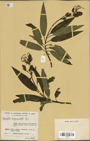 Image result for Dolichos trinervatus