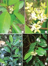 Image result for Embelia schimperi