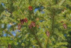 Die gewöhnliche douglasie (pseudotsuga menziesii), oft einfach nur douglasie oder umgangssprachlich auch douglastanne, douglasfichte, douglaskiefer bzw. Douglasie Pflegen Was Der Baum Alles Braucht