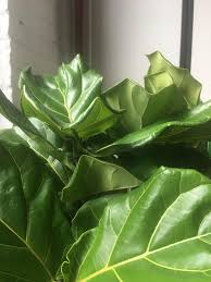 We did not find results for: Do Curling Leaves On New Fiddle Leaf Mean Anything If Plant Seems Otherwise Healthy Gardening Garden Diy Fiddle Leaf Leaves Meaning Fiddle Leaf Fig Leaves