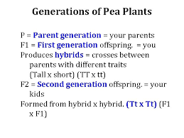 Dihybrid cross worksheet in rabbits, gray hair is dominant to white ggbb ggbb 2. Homework Finish Monohybrid Cross Lab In S S