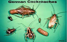 What does a cockroach look like? Cockroaches 101 American Vs German Excimex