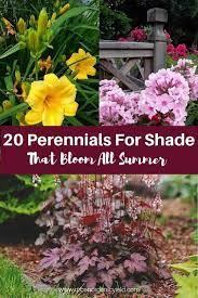 We did not find results for: 20 Perennials For Shade That Bloom All Summer With Pictures
