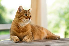 Whether you're looking for cute names for your orange tabby cat, or something inspired by your favorite movie, we've got you covered with 150 of the very best orange cat names. 250 Outstanding Orange Cat Names Perfect For Your Ginger Kitty
