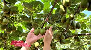 陕西猕猴桃：原产地的希望与困境_ 中国猕猴桃花粉网kiwi pollen