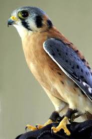 Backyard Birds Of Pa Identification Birds Of Prey Ohio Identification Pennsylvania Bird Identification Trails Com Bird Identification Birds Animals