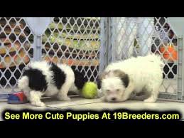 Maybe you would like to learn more about one of these? Puppies For Sale In Mi 07 2021