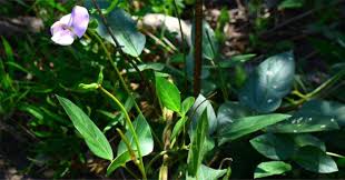 Image result for Vigna vexillata