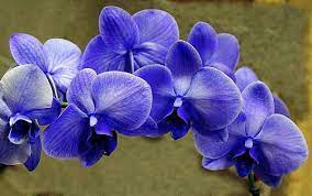 Blue Orchids Blue Orchids Flowers Orchids